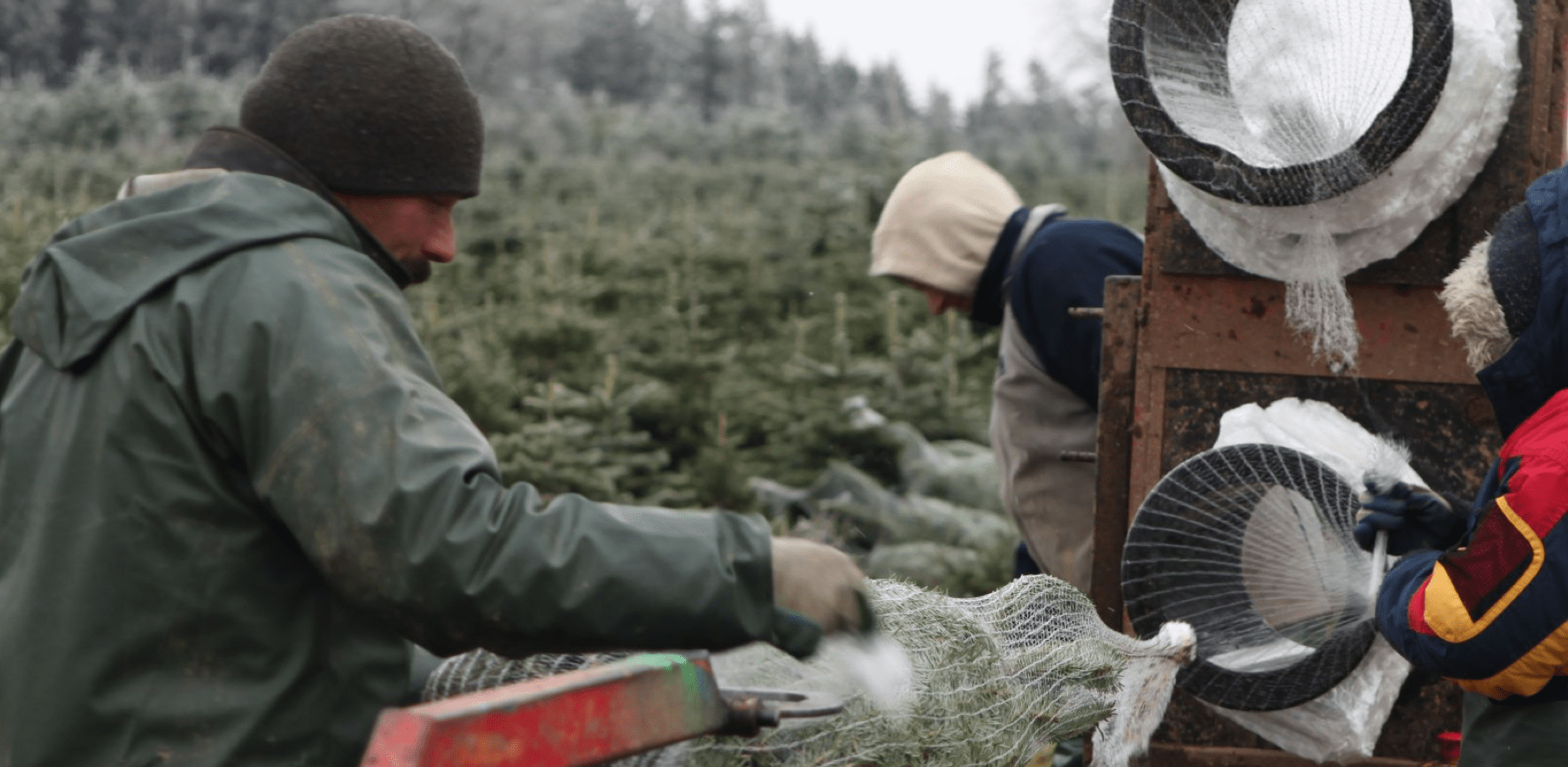 Logiciel cartographique de contrôle de production pour Lux Green, spécialisée dans la culture de sapins de Noël